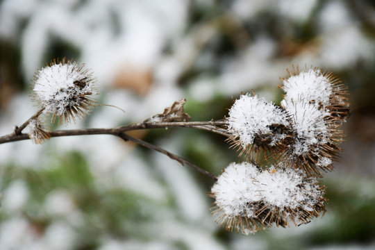 A twig with dried bures covered with snow