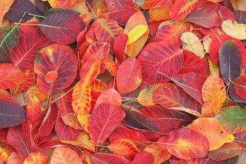 Red and Orange Autumn Leaves. Colorful background made of fallen autumn leaves.