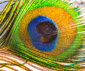 Obraz premium Close up of a peacock feather