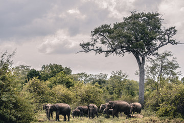 familia de elefantes entre arboles