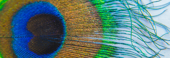 Close up of a peacock feather