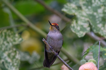 Colibrí o Picaflor posando en una rama.