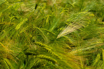 Green young wheat