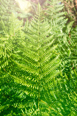 Fototapeta na wymiar Green fern branches close up on a sunny summer day