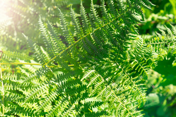 Green fern branches close up on a sunny summer day