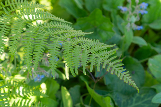 Greenfern Bilder – Durchsuchen 102 Archivfotos, Vektorgrafiken und ...