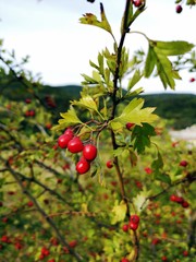 Hawthorn. Red autumn berries - Crataegus monogyna, known as common hawthorn, oneseed hawthorn, or single-seeded hawthorn