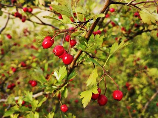 Hawthorn. Red autumn berries - Crataegus monogyna, known as common hawthorn, oneseed hawthorn, or single-seeded hawthorn