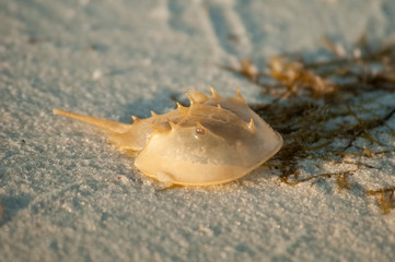 horseshoe crab