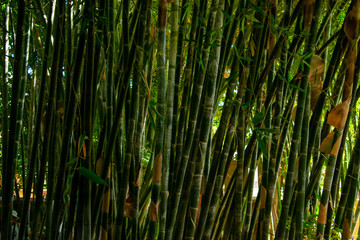 Fototapeta premium Jardin Majorelle Gardens in Marrakech, Morocco. Tropical plants and cactus 