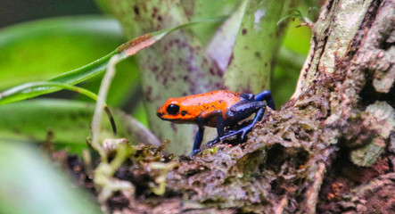 Blue Jean Frog in Costa Rica