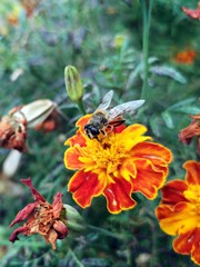 Honey bee on yellow flower collect pollen. Beautiful yellow and red flowers in the garden, in a natural light.  African marigold , Aztec marigold , Saffron marigold, Tagetes erecta