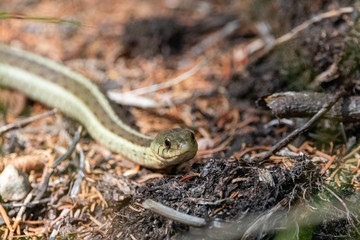 Eastern Garter Snake on hiking trail