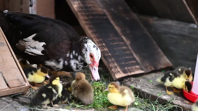 A mother duck walking with ducklings
