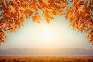 Beautiful autumn background of yellow maple leaves in the form of a frame with copy space