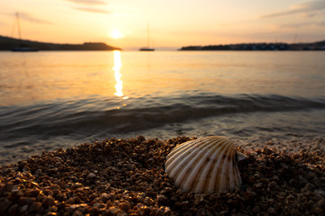 shell on the rocky beach at sunset in Croatia