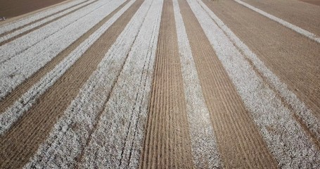 Aerial top view of a large Semi-picked Cotton field.