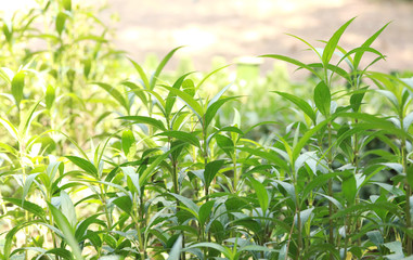 summer green grass. natural background