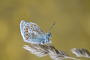 A beautiful butterfly Common Blue