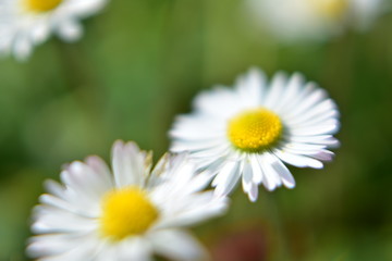 Fototapeta premium Marygolds