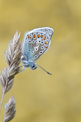A beautiful butterfly Common Blue