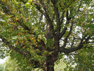 horse chestnut (Aesculus hippocastanum) Conker tree