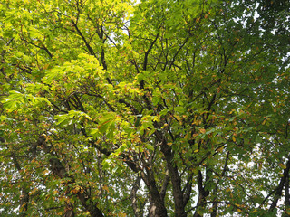 Fototapeta na wymiar horse chestnut (Aesculus hippocastanum) Conker tree