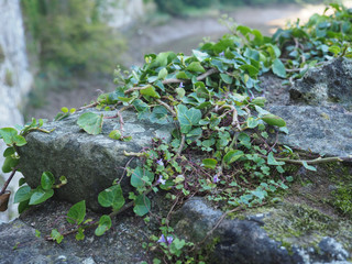 ivy plant and stone background