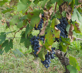 Fototapeta premium ripe grapefruit in grapevine