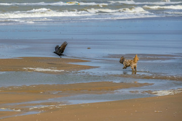Hund jagt Vogel am Strand