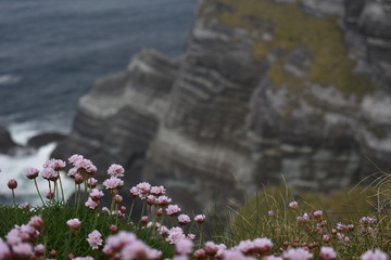 Obraz na płótnie Canvas flowers on cliff
