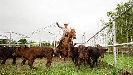 Cowboy roping calves