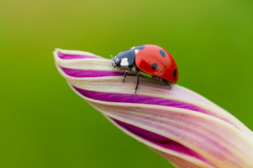 ladybug on a purple flower