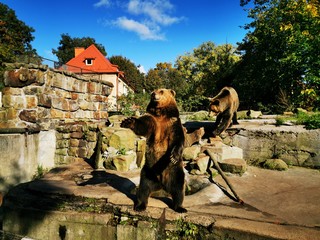 Brown Russian bear posing, stood on his hind legs.
