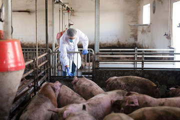 Veterinarian at pig farm observing livestock and checking their health. Group of pigs in pigpen. Food and health control.