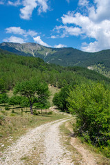 Fototapeta na wymiar Route forestière