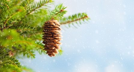 Christmas fir tree branches with pine cones on blurred blue .background. Christmas and Winter concept..