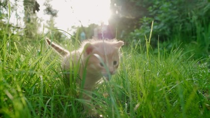 Cute Ginger Kitten with Blue Eyes is Walking Timidly in Green Grass with Dew with Beautiful Sunlight and Lense Flare. 4K Low Angle Tracking Shot