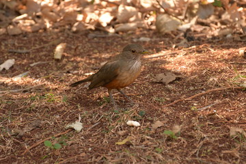 Sabiá-laranjeira, Turdus rufiventris