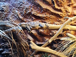Fototapeta premium Frilled-necked lizard (Chlamydosaurus kingii), also known commonly as the frilled agama, frilled dragon or frilled lizard, resting on a wood.