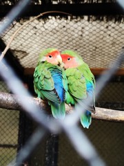 Peach-faced Lovebird. Parakeet, agapornis. Parrots on a branch in cage