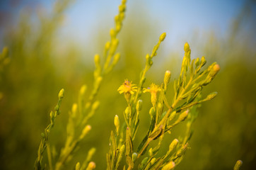 field of yellow flowers
