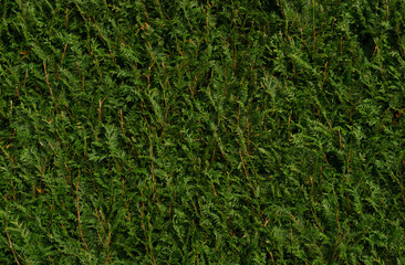 texture of cropped green conifer