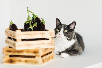 a grey cat with eggplant in a wooden crate on white background