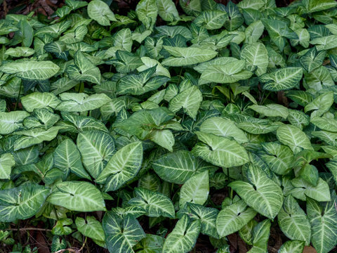  Syngonium podophyllum in nature viewed from above - texture and background