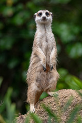 Meerkat standing on watch