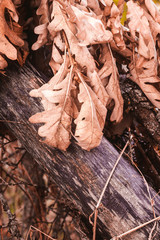  BROWN LEAVES HANGED IN TREE BRANCHES ON TREE TRUNK. AUTUMN COLORS