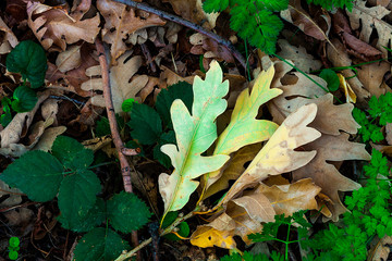 LEAVES FALLED ON THE FLOOR IN THE FIELD. AUTUMN COLORS