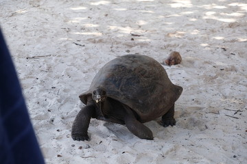 Giant turtle of the Seychelles
