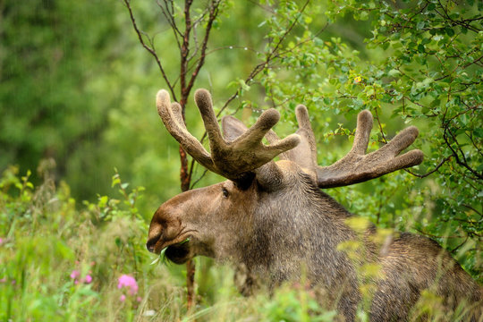  Wild Bull Moose in autumn,, Norway